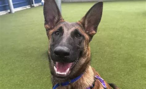 battersea cats home paw draw|Enter our charity raffle .